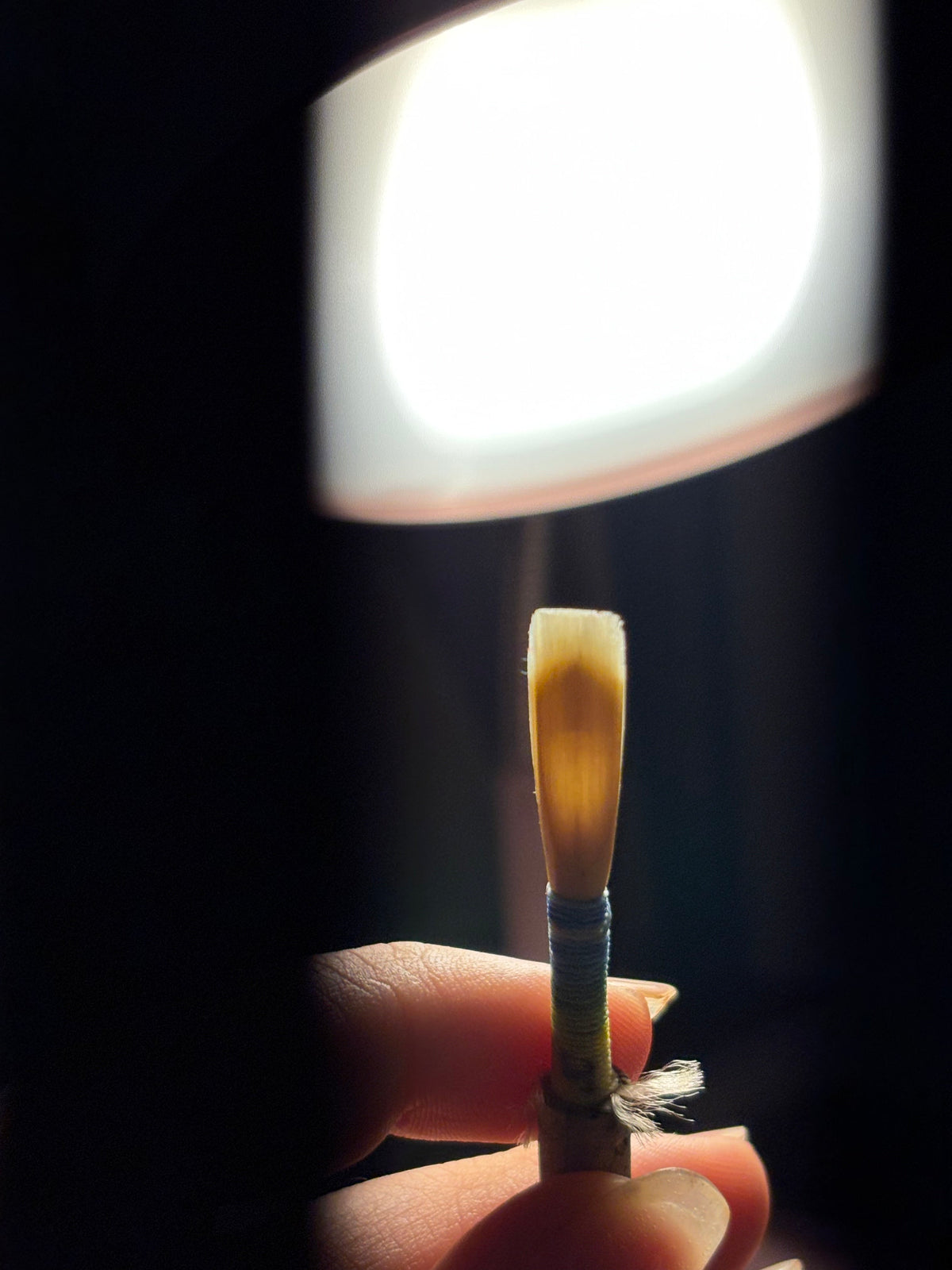 Oboe Reed
